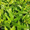 ECHINACEA 'SUNMAGIC VINTAGE HOT RED' kak2