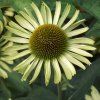ECHINACEA 'GREEN JEWEL'_shutt1