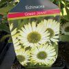 ECHINACEA 'GREEN JEWEL' kak