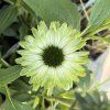 ECHINACEA 'GREEN JEWEL' kak1