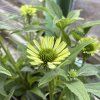 ECHINACEA 'GREEN JEWEL' kak2