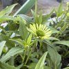 ECHINACEA 'GREEN JEWEL' kak3