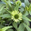 ECHINACEA 'GREEN JEWEL' kak4