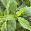 ECHINACEA 'GREEN JEWEL' kak5