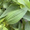 ECHINACEA 'GREEN JEWEL' kak6
