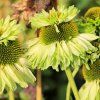 ECHINACEA 'GREEN JEWEL'_shutt