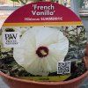 HIBISCUS MOSCHEUTOS 'FRENCH VANILLA' kak