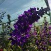 DELPHINIUM CULTORUM 'JUPITER PURPLE' kak3