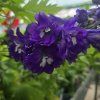 DELPHINIUM CULTORUM 'JUPITER PURPLE' kak4