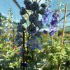DELPHINIUM CULTORUM 'JUPITER SKY BLUE' kak2