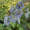 DELPHINIUM CULTORUM 'JUPITER SKY BLUE' kak3