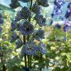 DELPHINIUM CULTORUM 'JUPITER SKY BLUE' kak4