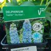 DELPHINIUM CULTORUM 'JUPITER SKY BLUE' kak