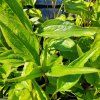 ECHINACEA PURPUREA 'BRIGHT ROSE' kak1