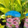 ECHINACEA PURPUREA 'BRIGHT ROSE' kak4