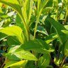ECHINACEA PURPUREA 'BRIGHT ROSE' kak3