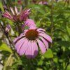 ECHINACEA PURPUREA 'BRIGHT ROSE' kak1
