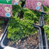 THYMUS SERPYLLUM 'TERACINA' kak2