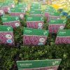 THYMUS SERPYLLUM 'TERACINA' kak3