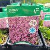 THYMUS SERPYLLUM 'TERACINA' kak