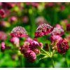 ASTRANTIA 'SPARKLING STARS RED' SHUTT2