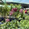 ASTRANTIA 'SPARKLING STARS RED' kak