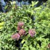 ASTRANTIA 'SPARKLING STARS RED' kak1