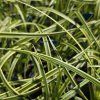 CAREX MORROWI 'VANILLA ICE' kak1