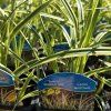 CAREX MORROWI 'VANILLA ICE' kak2