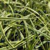 CAREX MORROWI 'VANILLA ICE' kak3