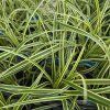 CAREX MORROWI 'VANILLA ICE' kak5