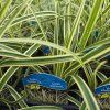 CAREX MORROWI 'VANILLA ICE' kak4