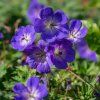 GERANIUM 'ROZANNE'_istock