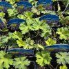 GERANIUM 'ROZANNE' kak1