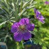 GERANIUM 'ROZANNE' kak1