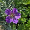 GERANIUM 'ROZANNE'kak2