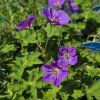 GERANIUM 'ROZANNE' kak