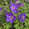 GERANIUM 'ROZANNE' kak