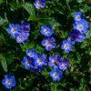 GERANIUM 'ROZANNE'_istock