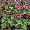 HEUCHERELLA 'WHITE REVOLUTION' kak1