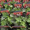 HEUCHERELLA 'WHITE REVOLUTION' kak2