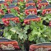 HEUCHERELLA 'WHITE REVOLUTION' kak