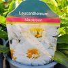LEUCANTHEMUM 'MACAROON' kak4