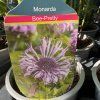 MONARDA HYBRIDA 'BEE PRETTY' kak