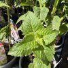 MONARDA HYBRIDA 'BEE PRETTY kak1