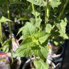 MONARDA HYBRIDA 'BEE PRETTY kak2