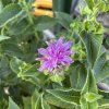 MONARDA HYBRIDA 'BEE PRETTY' kak3