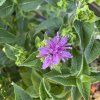 MONARDA HYBRIDA 'BEE PRETTY' kak4