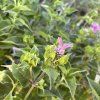 MONARDA HYBRIDA 'BEE PRETTY' kak5