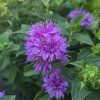 MONARDA HYBRIDA 'BEE PRETTY' kak7